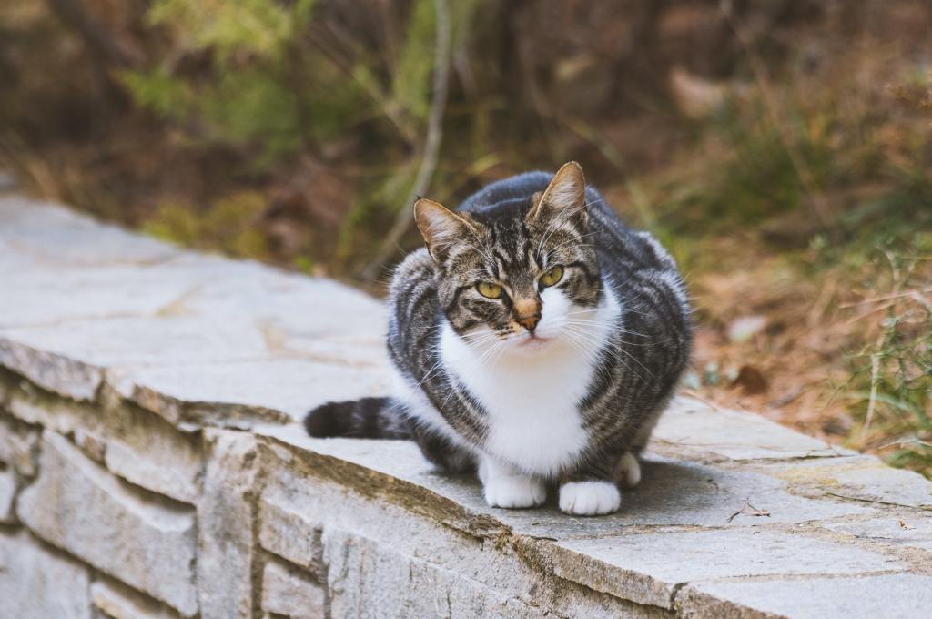 Image of a cat sitting on a stone wall and looking at the camera.